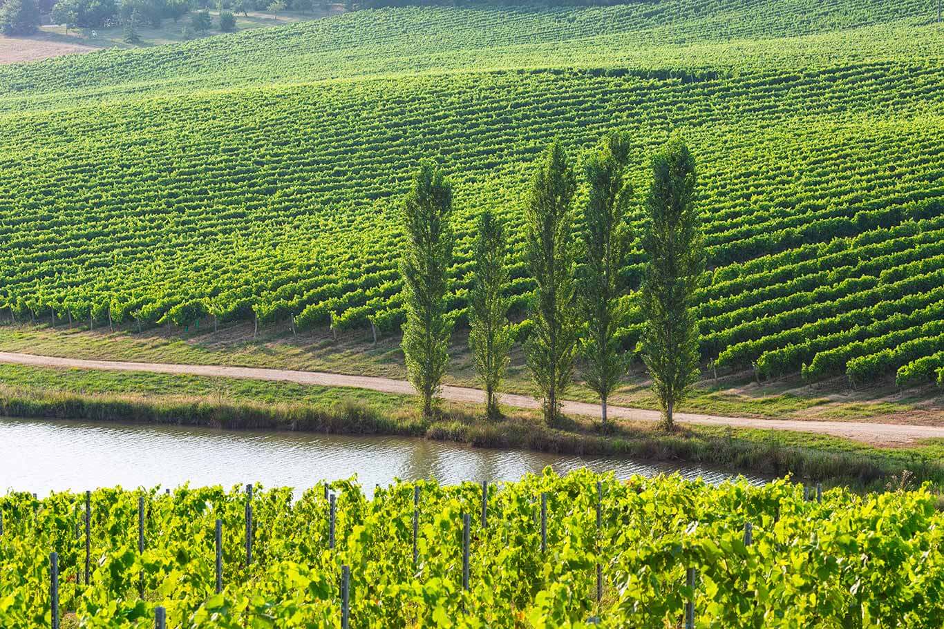 St-Aubin_VIGNES
