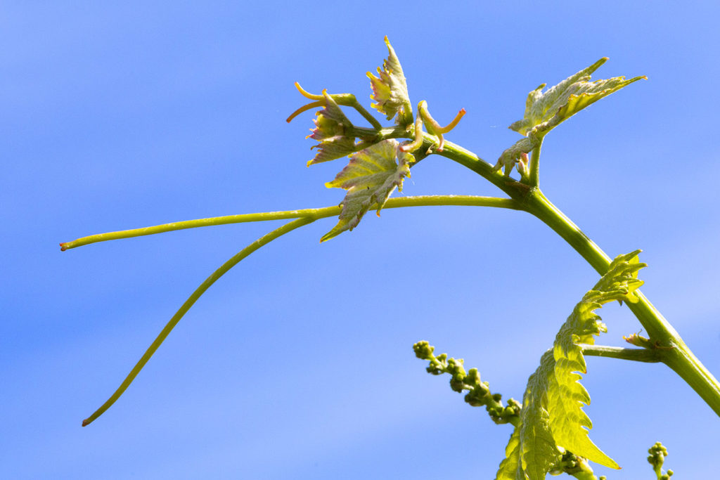 Début de floraison