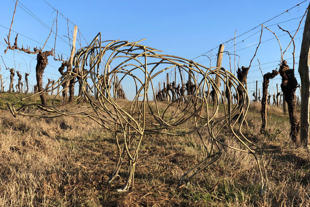 Vigne en hiver