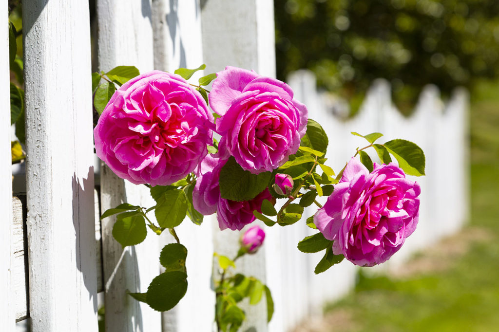 roses dans le parc du vignoble de Saint-Aubin