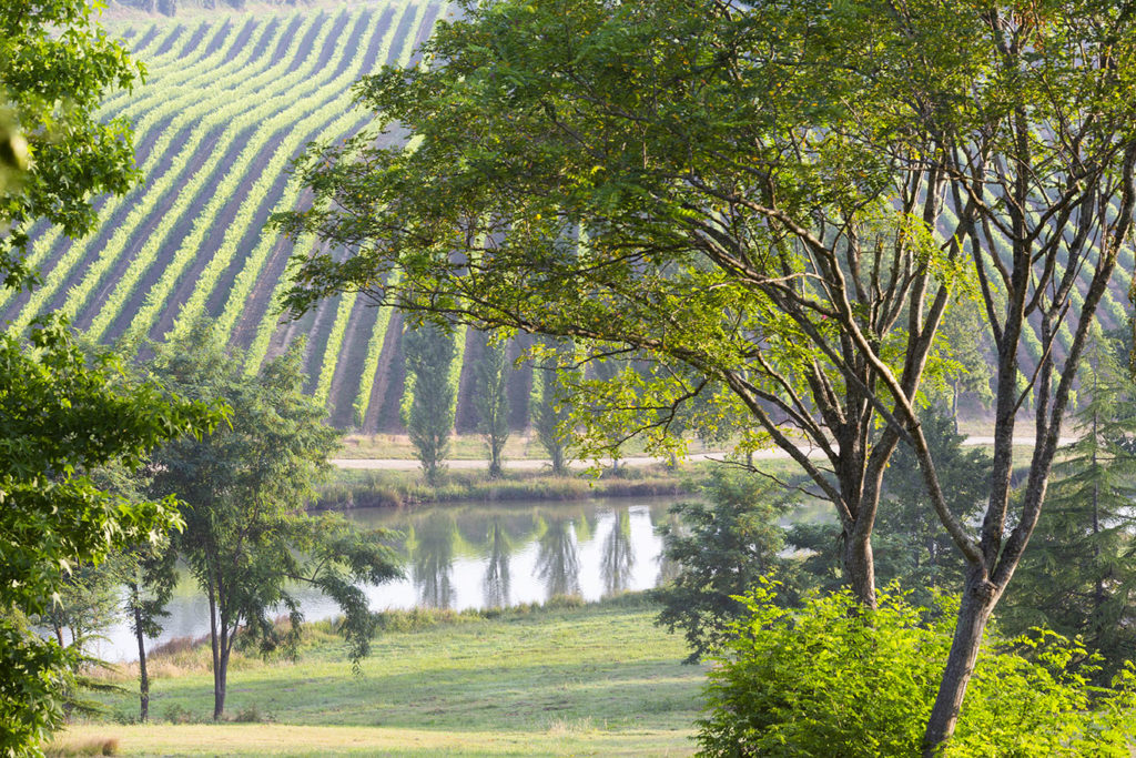 vignoble de Saint-Aubin