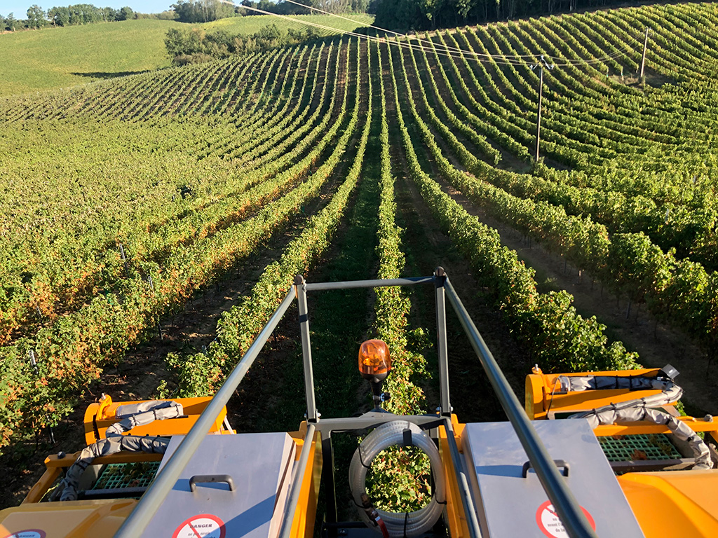 Rangs de vigne au domaine de Saint-Aubin