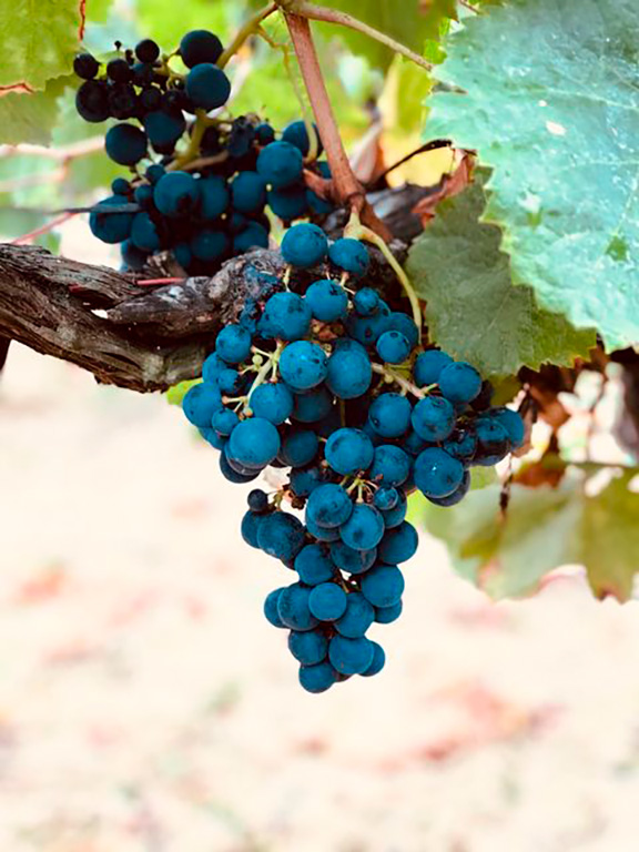 vigne et cépage rouge